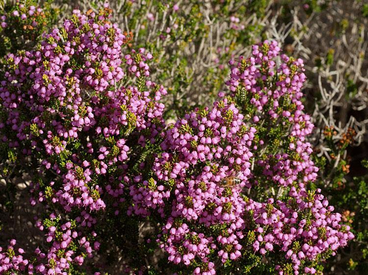 Ericaceae Familya bitkileri çalı veya ağaç formunda olup, yaprakları basit derimsi, bazen iğne gibidir.