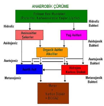 Biyogaz Üretim Süreci Aşağıdaki resimde biyogaz üretim süreci gösterilmiştir.