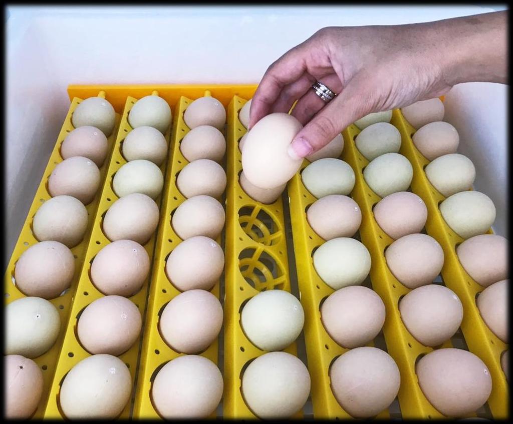 YUMURTALARIN VİYOLE YERLEŞTİRİLMESİ oöncelikle yumurtalarınızın döllenmiş yumurta olmasına ve en fazla 7 günlük olmasına dikkat edin.