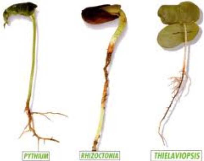 FİDE KÖK ÇÜRÜKLÜĞÜ PAMUKTA FİDE KÖK ÇÜRÜKLÜĞÜNE RHIZOCTONIA, THIELAVIOPSIS VEYA PYTHIUM SPP. TÜRLERİ FUNGUSLARININ BİRİ VEYA BİRKAÇININ NEDEN OLDUĞU MANTARİ BİR HASTALIKTIR.