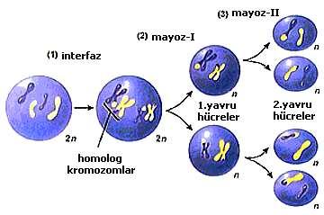 HÜCRE BÖLÜNMESİ 2. MAYOZ BÖLÜNME: Bütün döllerde kromozom sayısının değişmez kalabilmesi için farklı bir hücre bölünmesi gelişmiştir.