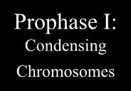 Mother cell Stages Of Meiosis: Meiosis I Interphase Prophase I: Condensing Chromosomes