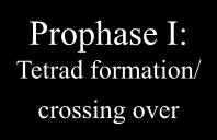 Crossing Over Prophase I: Tetrad formation/ crossing over