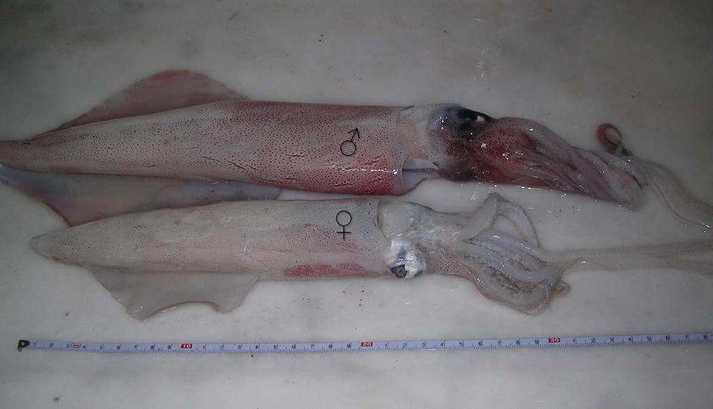 Tablo 1. L. vulgaris in cinsiyete göre morfometrik ölçümleri. Table 1. Morphometric measurements of L. vulgaris on sex.