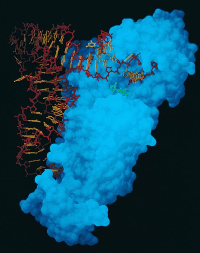 trna ü 20 farklı amino-açil-trna sentetaz enzimi vardır (Her amino asit için 1 tane).