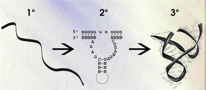 RNA