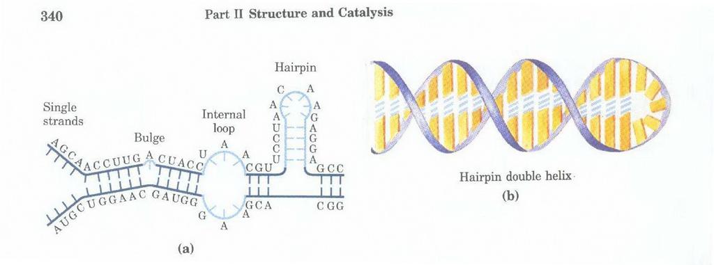 RNA Yapısı