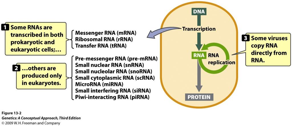 RNA