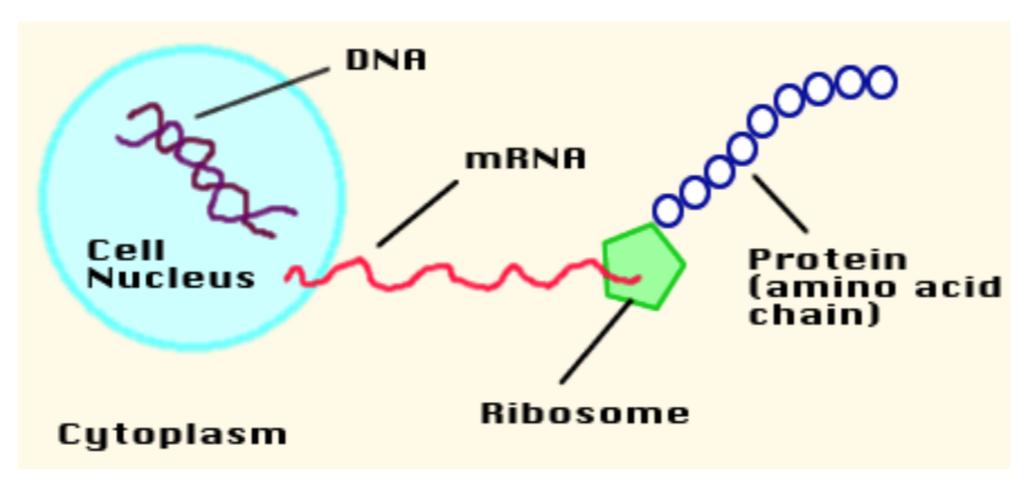Haberci (messenger) RNA (mrna) DNA daki gene=k bilginin proteine çevrilmesinde aracılık