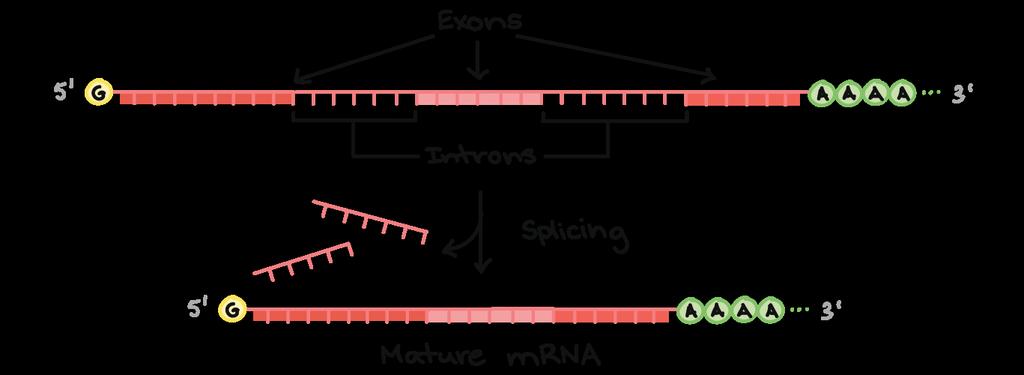 mrna