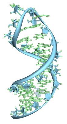 RNA (Ribonükleik Asit) Ribonükleo=dlerin fosfodiester bağı ile bağlanmasından oluşan polinükleo=d zinciridir.