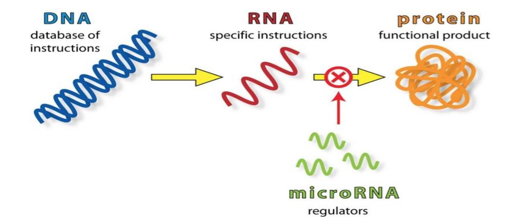 MikroRNA (mirna) 21-25 nükleo=d uzunluğunda kodlamayan küçük RNA sını2dır.