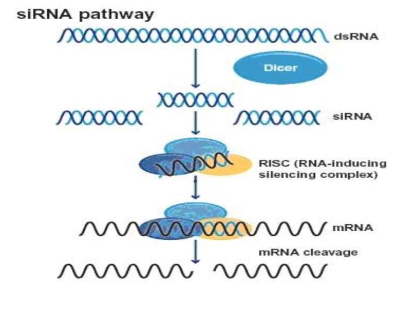 Küçük interferans RNA (sirna) 20-25 nükleo=d uzunluğunda çid iplikli küçük hücrede pek çok rolu olan RNA