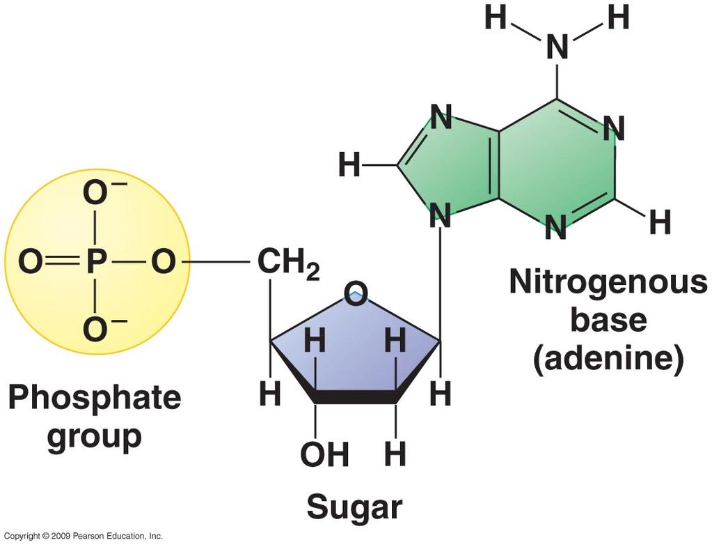 RNA (Ribonükleik Asit) Riboz şekeri 1 den 5 e kadar numaralandırılan 5 karbonlu bir şekerdir.