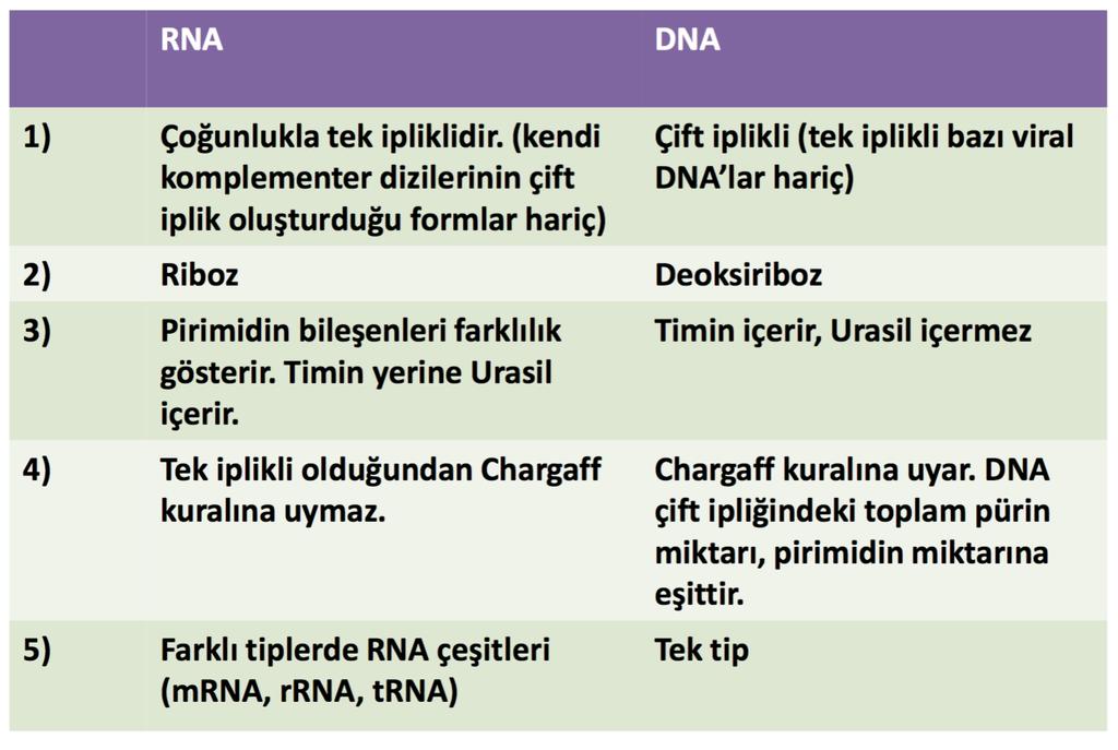 DNA ve RNA