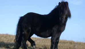 1.1.2. Donuk yağız 2 (Dominant jet black) Donu gösteren kıllar koyu siyah olduğu halde, mat görünüşlüdür. Kıllarda yansımalı parlaklık yoktur. Bu atın genotipi ABED şeklindedir.