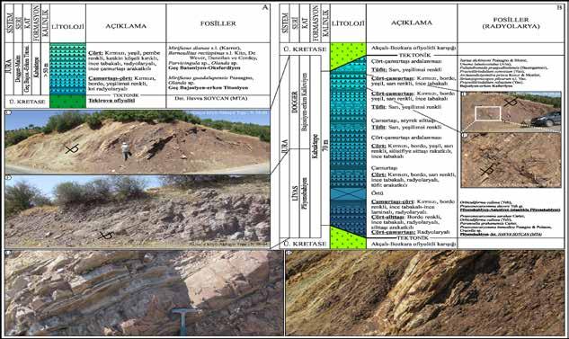 Usta, Ateş, Beyazpirinç, Kanar Şekil 13. Kabaktepe napına ait genelleştirilmiş stratigrafi kesitleri. 0301500-x: 4135385) formasyonun tekçe yüzeylemesi bulunur.