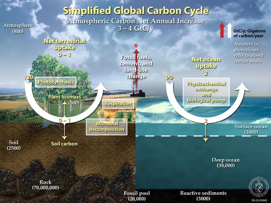 Biyolojik kökenli bileşenler: Yaşam evrelerini içeren karbon, su, kükürt, azot gibi madde döngüleri atmosferin bileşimini belirlemede önemli roller üstlenmiştir.