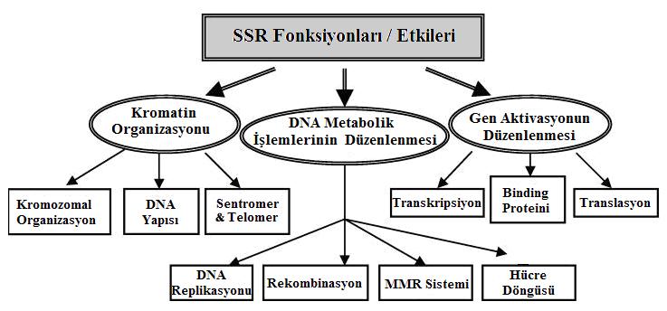 rekombinasyonlardaki GT/GC SSR bölgelerinin etkilerinin in vitro da yapılan kontrollerinde (GT) 7, 16 ve 37 tekrarlarını içeren DNA da tamamlayıcı zincir değişiminde molekül sayısının sırasıyla %100,