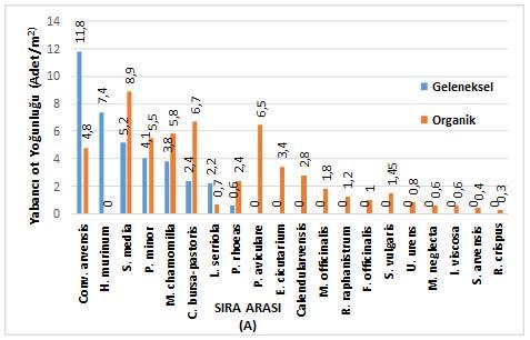 Comparison of intensity of winter weeds in traditional and organic vineyards as (A) and row (B).