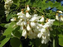 Robinia