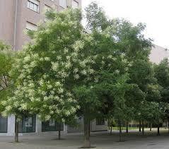 Sophora