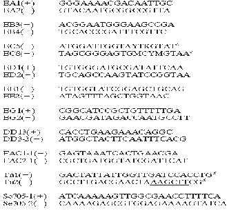 Polymerase Chain Reaction (PCR) Multiplex PCR