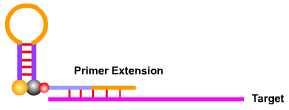 Real-time PCR