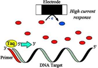 Real-time PCR Yeni yaklaşımlar Elektrokimyasal Real-Time PCR PCR ile çoğaltılan hedef nükleik