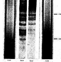 hibridizasyon, blotlama ve DNA