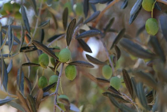 zeytin ormanı oluşturup, geliriyle yaklaşık 600