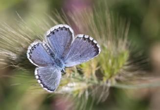 Himalaya mavi kelebeği Evrim Karaçetin Takım: LEPIDOPTERA Aile: LYCAENIDAE Himalaya mavi kelebeği Pseudophilotes vicrama Yaşama ortamı: Bitki örtüsü cılız yerler (Baytaş, 2008).