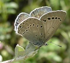 Dev mavi kelebek Hilary & Geoff Welch Takım: LEPIDOPTERA Aile: LYCAENIDAE Dev mavi kelebek Iolana iolas Yaşama ortamı: Kurak ve taşlık çayırlar, orman kenarlarındaki çalılık açıklıklar