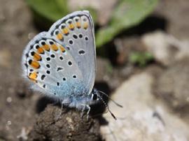 Balkan esmergözü Evrim Karaçetin Takım: LEPIDOPTERA Aile: LYCAENIDAE Balkan esmergözü Plebejus sephirus Yaşama ortamı: