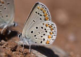 Doğulu esmergöz Evrim Karaçetin Takım: LEPIDOPTERA Aile: LYCAENIDAE Doğulu esmergöz Plebejus eurypilus Yaşama ortamı: Bozkırlar ve dağlardaki çiçekli dere kenarları (Baytaş, 2008).