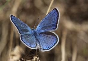 Çokgözlü gümüşmavi Evrim Karaçetin Takım: LEPIDOPTERA Aile: LYCAENIDAE Çokgözlü gümüşmavi Plebejus loewii Yaşama ortamı: Kurak, taşlık çayırlar, çiçekli yol kenarları ve orman açıklıkları (Baytaş,