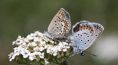 Gümüş lekeli esmergöz Evrim Karaçetin Takım: LEPIDOPTERA Aile: LYCAENIDAE Gümüş lekeli esmergöz Plebejus argus Yaşama ortamı: Fundalıklar ve dağlık alanlardaki çayırlar ve meralar (Baytaş, 2008).