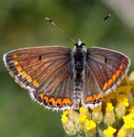 Çokgözlü esmer Evrim Karaçetin Takım: LEPIDOPTERA Aile: LYCAENIDAE Çokgözlü esmer Aricia agestis Yaşama ortamı: Yaprak döken ve çam