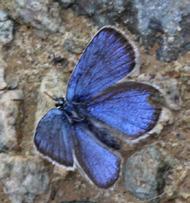 , 1995) Konukçul bitki türleri: Kuş fiği (Vicia cracca; Baytaş, 2008). Türkiye deki uçuş zamanları: Mayıs sonu-temmuz ortası, dağlardaki yüksek çayırlardaysa temmuz sonu-ağustos başı (Baytaş, 2008).