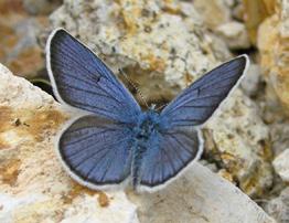 Çokgözlü güzel mavi Hilary & Geoff Welch Takım: LEPIDOPTERA Aile: LYCAENIDAE Çokgözlü güzel mavi Cyaniris semiargus Yaşama ortamı: Kurak, ama daha sık olarak nemli çayırlar (Baytaş, 2008).