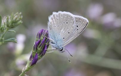 Çokgözlü Dafnis Evrim Karaçetin Takım: LEPIDOPTERA Aile: LYCAENIDAE Çokgözlü Dafnis Polyommatus daphnis Yaşama ortamı: Güneş alan her türlü çiçekli alan (Baytaş, 2008).