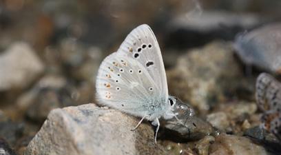 Çokgözlü turkuaz mavisi Evrim Karaçetin Takım: LEPIDOPTERA Aile: LYCAENIDAE Çokgözlü turkuaz mavisi Polyommatus dorylas Yaşama ortamı: Çoğunlukla kayalık ve çalılık yerlere yakın, açık, çiçekli