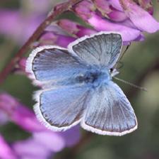 Çokgözlü küçük Turan mavisi Evrim Karaçetin Takım: LEPIDOPTERA Aile: LYCAENIDAE Çokgözlü küçük Turan mavisi Polyommatus cornelia Yaşama ortamı: Genellikle bozkırlar, bitki örtüsü cılız, kayalık