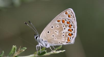 Çokgözlü menekşe mavisi Evrim Karaçetin Takım: LEPIDOPTERA Aile: LYCAENIDAE Çokgözlü menekşe mavisi Polyommatus thersites Yaşama ortamı: Başta bozkırlar ve kayalık yerlerdeki çiçekli çayırlar