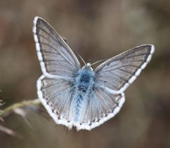 Çokgözlü Anadolu çillisi Evrim Karaçetin Takım: LEPIDOPTERA Aile: LYCAENIDAE Çokgözlü Anadolu çillisi Polyommatus ossmar Yaşama ortamı: Açık, otlu çayırlar (Baytaş, 2008).