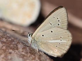 Çokgözlü Lübnan esmeri Evrim Karaçetin Takım: LEPIDOPTERA Aile: LYCAENIDAE Çokgözlü Lübnan esmeri Polyommatus alcestis Yaşama ortamı: Çalılık kurak yamaçlar (Baytaş, 2008).