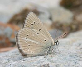 Ripart ın anormal çokgözlüsü Szabolcs Sáfián Takım: LEPIDOPTERA Aile: LYCAENIDAE Ripart ın anormal çokgözlüsü Polyommatus ripartii Yaşama ortamı: Bitki örtüsü cılız kurak yamaçlar (Baytaş, 2008).