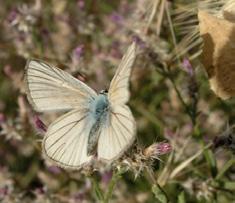 Çokgözlü Anadolu beyazı Hilary & Geoff Welch Evrim Karaçetin Takım: LEPIDOPTERA Aile: LYCAENIDAE Çokgözlü Anadolu beyazı Polyommatus menalcas Yaşama ortamı: Çayırlar ve gölgelik ağaçlı araziler