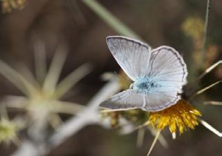 Hopfer in çokgözlüsü Evrim Karaçetin Takım: LEPIDOPTERA Aile: LYCAENIDAE Hopfer in çokgözlüsü Polyommatus hopfferi Yaşama ortamı: Kuru taşlık çayırlar (Baytaş, 2008).