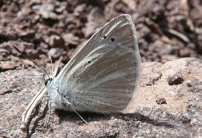 Wagner in çokgözlüsü Evrim Karaçetin Takım: LEPIDOPTERA Aile: LYCAENIDAE Wagner in çokgözlüsü Polyommatus wagneri Yaşama ortamı: Kayalık bozkırlar ve çayırlar (Baytaş, 2008).